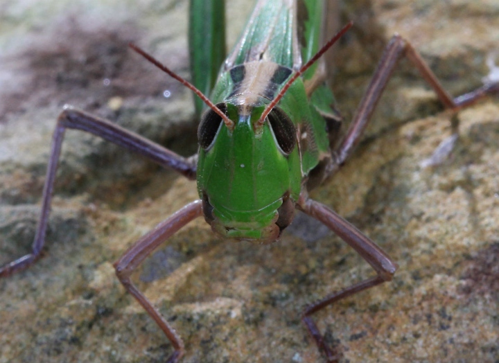 Grasshopper